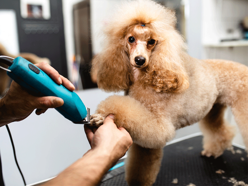 نظافت و آراستن